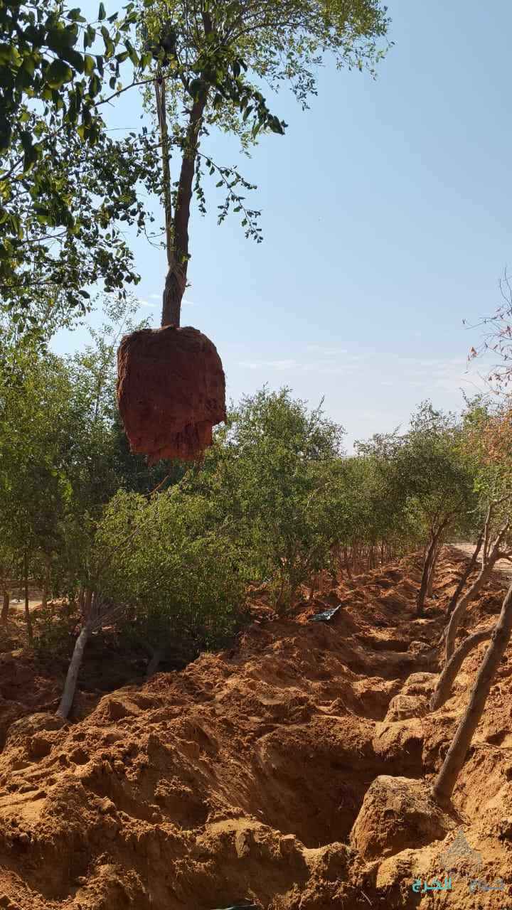 نقوم بتفطيم وقلع جميع الأشجار وتوريد انخيل لتواصل 