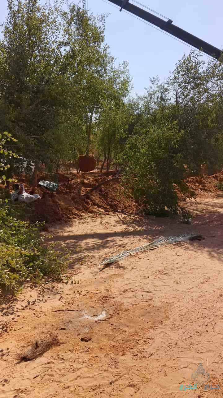 نقوم بتفطيم وقلع جميع الأشجار وتوريد انخيل لتواصل 