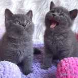 british shorthair kittens 
