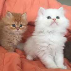Persian kittens Available for adoption