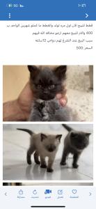 اربع قطط مع الام للبيع الام اول مره تولد سبب البيع عدم التفرغ لهم 
