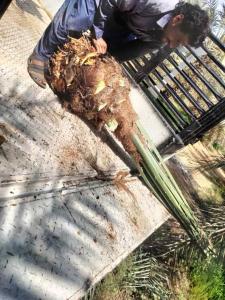 نخل القصيم جثايث فسايل نقابل فراخه 