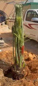نخل مثمر للبيع 