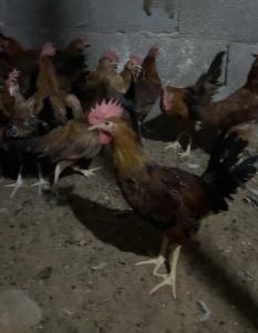 ديوك بلدي 