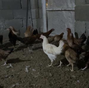 دجاج بلدي 