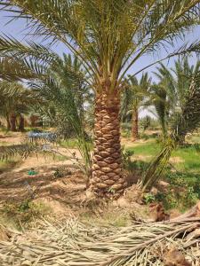 الرياض المزاحمية تبراك