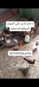 دجاج بلدي للبيع الموقع الرحمانيه