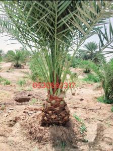 نخل مثمر نخيل نقايل إخلاص سكري برحي صقعي شيشي 