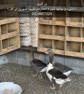 اوز للبيع