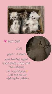 الخرج