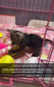 الخرج حي الورود 