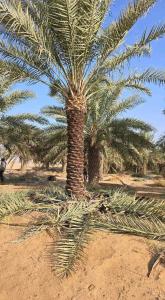 نخل مثمر نخيل نقايل إخلاص سكري برحي صقعي شيشي مجدول 