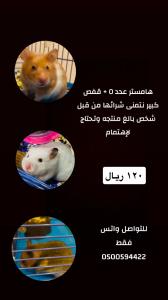 هامستر