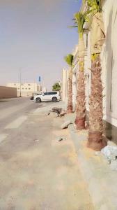 نخل زينه واشنطني ونخل عربي مثمر