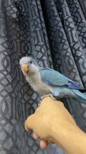 طيور زينه 