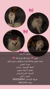 الخرج 