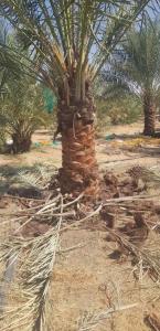نخل عربي مثمر خلاص برحي سكري شيشي هلالي صقعي مجدوله شبيبي عجوه وجميع انواعه