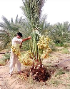 نخل مثمر نقايل نخل واشنطني واشنطونيا إخلاص سكري برحي صقعي 