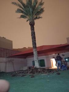 تكريب نخيل قص اشجار  ازالة نخيل زراعة ثيل قص ثيل