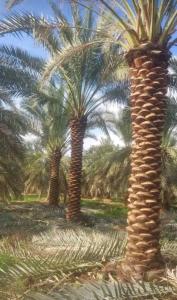 نخيل واشنطني زينه وعربي مثمر للبيع 