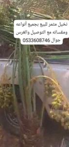 نخيل مثمر للبيع 