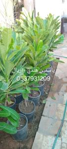مشتل في حي الربيع تنسيق حدائق