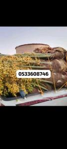 نخيل مثمر للبيع بجميع أنواعه ومقساته 
