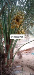 نخل جميع لصناف مثمر للبيع مع التوصيل والغرس 