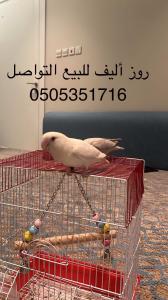 روز أليف 