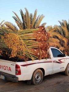 فسايل نخيل عربي مثمرر جميع المقاسات متوفره 
