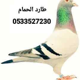 طارد حمام تركيب شبك اشواك مانع الطيور طارد الحمام 