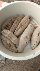 عسل بري