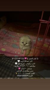 الخرج
