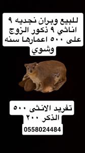 وبران بريه 