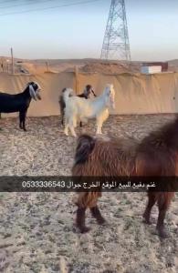 الخرج