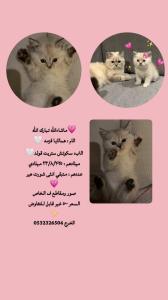الخرج حي الورود 