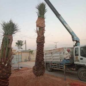 مقاول نخيل عربي وواشنطوني