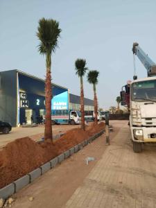 مقاول نخيل عربي وواشنطوني