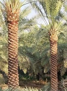 مقالات النخيل واشنطن 