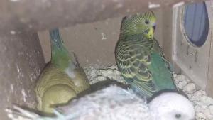 بيع فروخ بادجي 