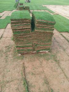 النجيله طبيعي لجميع المسطحات الخضراء حديق ملاعب استراحه 