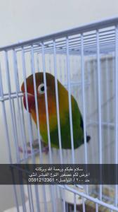 الخرج الهياثم 