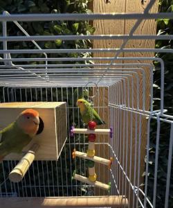 جوز روز غير اليفات