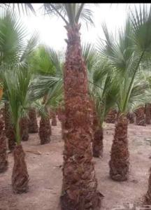 عامل تقطيع الحطب نظافة نخلة