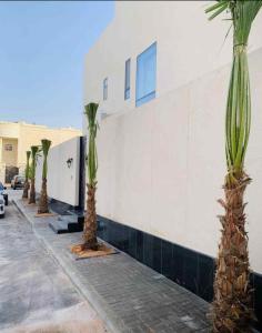 نخل واشنطئن زينه بتواصل 0537858700