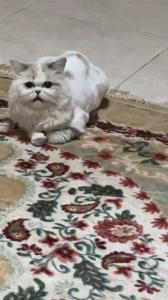 قطة شيرازي للتبني