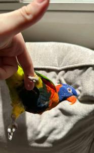 طير لوري للبيع 