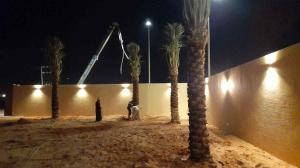 نخل عربي مثمر ونخيل واشنطني زينه للبيع 