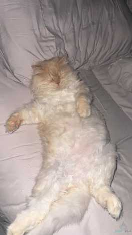 مطلوب فندقة قطط مضمونه