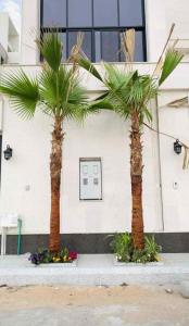 نخل وشنطن زينه امريكي ونخل عربي جميع المقاسات متوفرة لدينا 